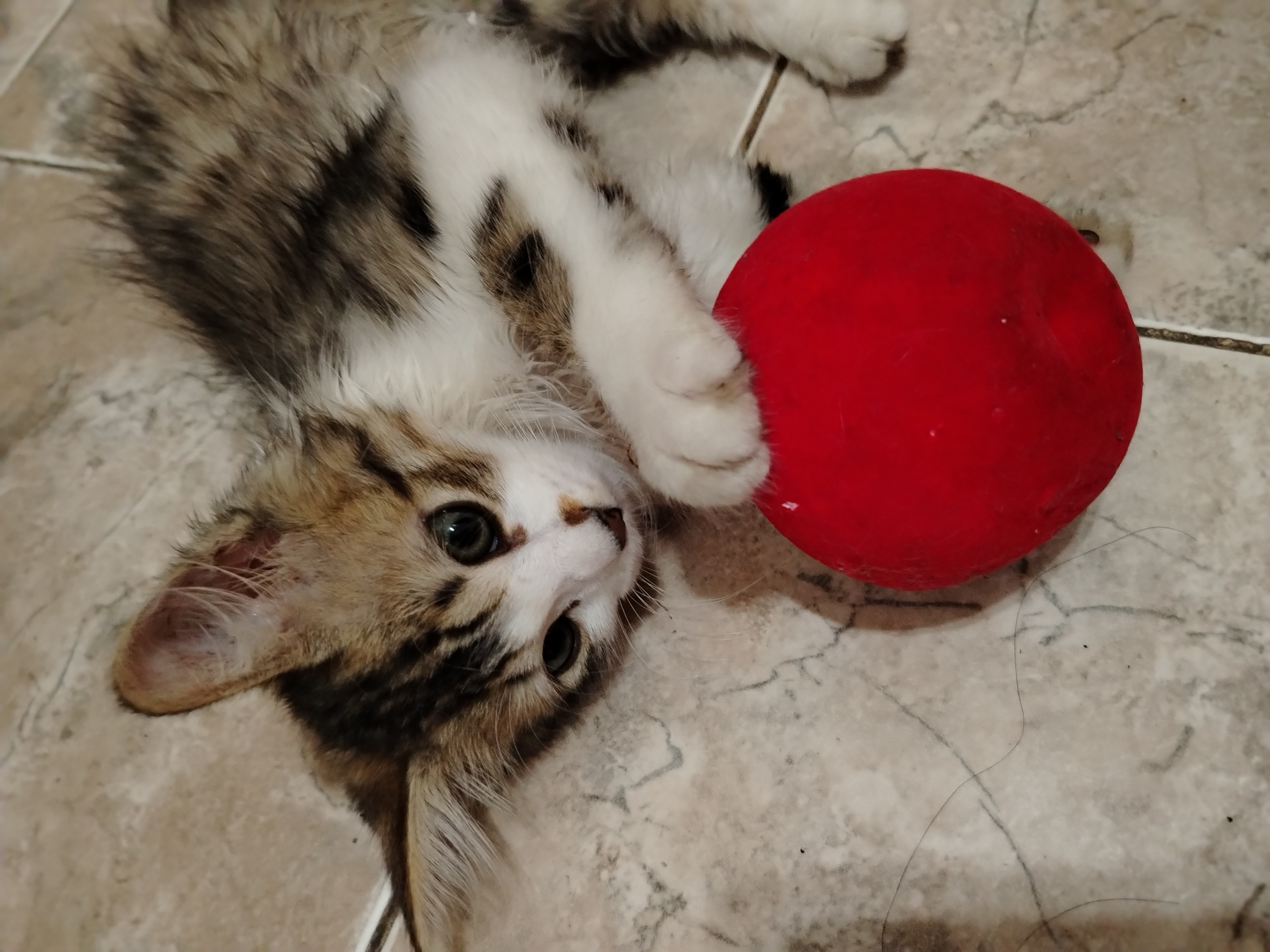 manzana